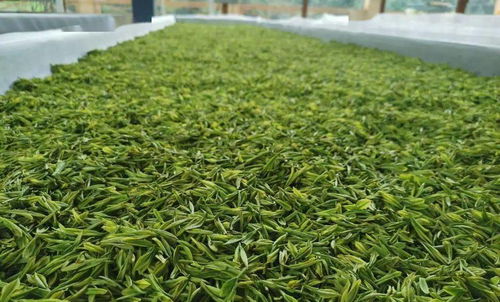 曲江茶谷白葉茶加工廠正式投入運營，開啟茶葉加工新篇章